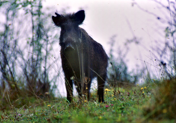 avvistamento animale